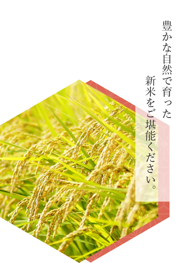 豊かな自然で育った新米をご堪能ください。
