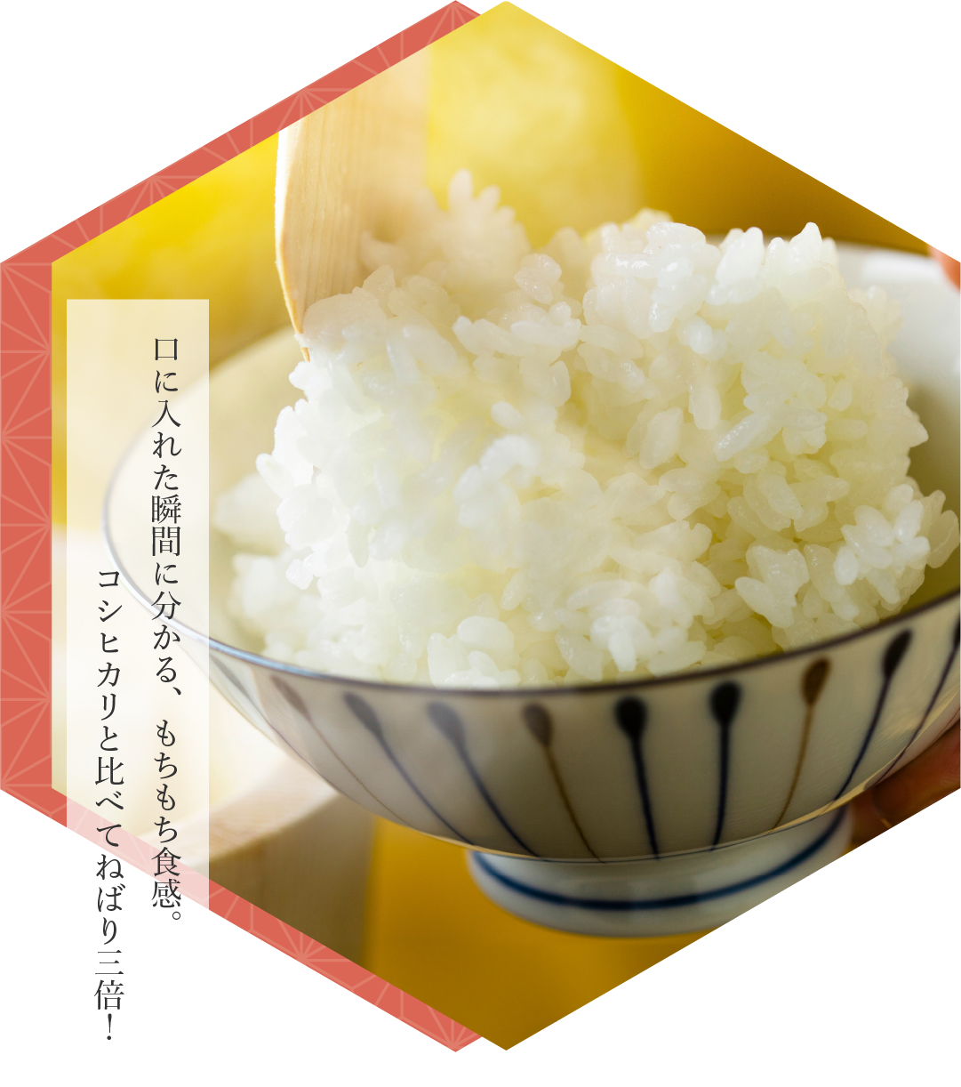 口に入れた瞬間に分かる、もちもち食感。コシヒカリと比べてねばり三倍!